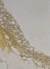 Calacatta Gold — actual material sample