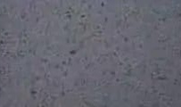 Thunder — actual material sample